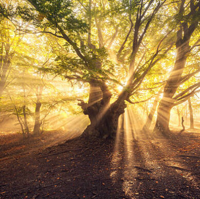 Magical old tree with sun rays in the morning. Forest in fog. Colorful landscape with foggy forest, gold sunlight, green leaves at beautiful sunrise. Fairy forest in autumn. Fall woods. Enchanted tree
