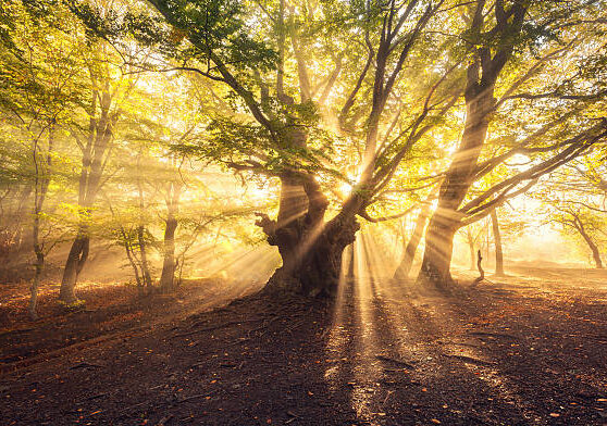 Magical old tree with sun rays in the morning. Forest in fog. Colorful landscape with foggy forest, gold sunlight, green leaves at beautiful sunrise. Fairy forest in autumn. Fall woods. Enchanted tree